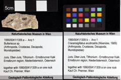 Foto (Objket + Etiketten) von Bullariscus sp. 